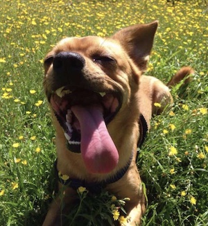 A very happy little caramel dog lying in the flowery grass with his tongue out.
